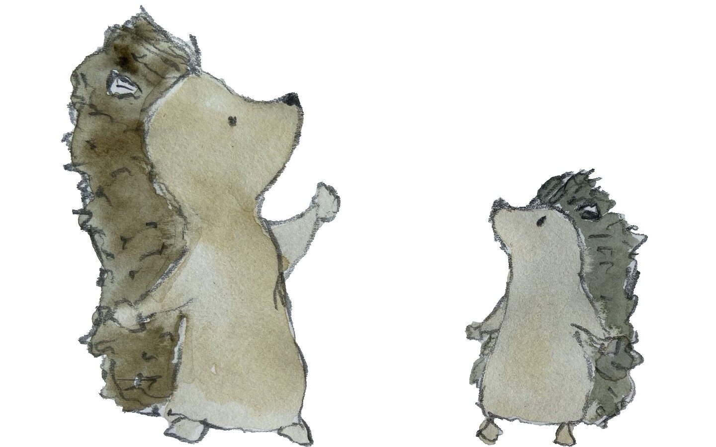 Two hedgehogs illustration