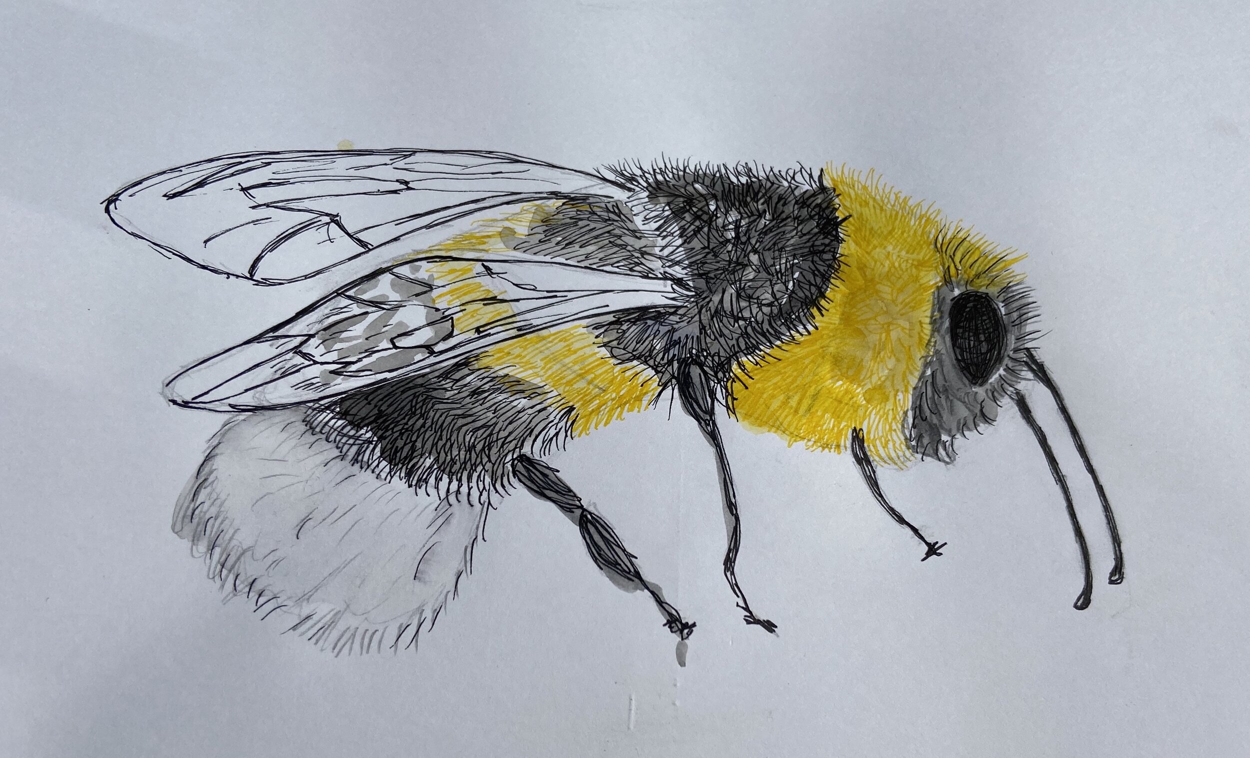 Bee drawing