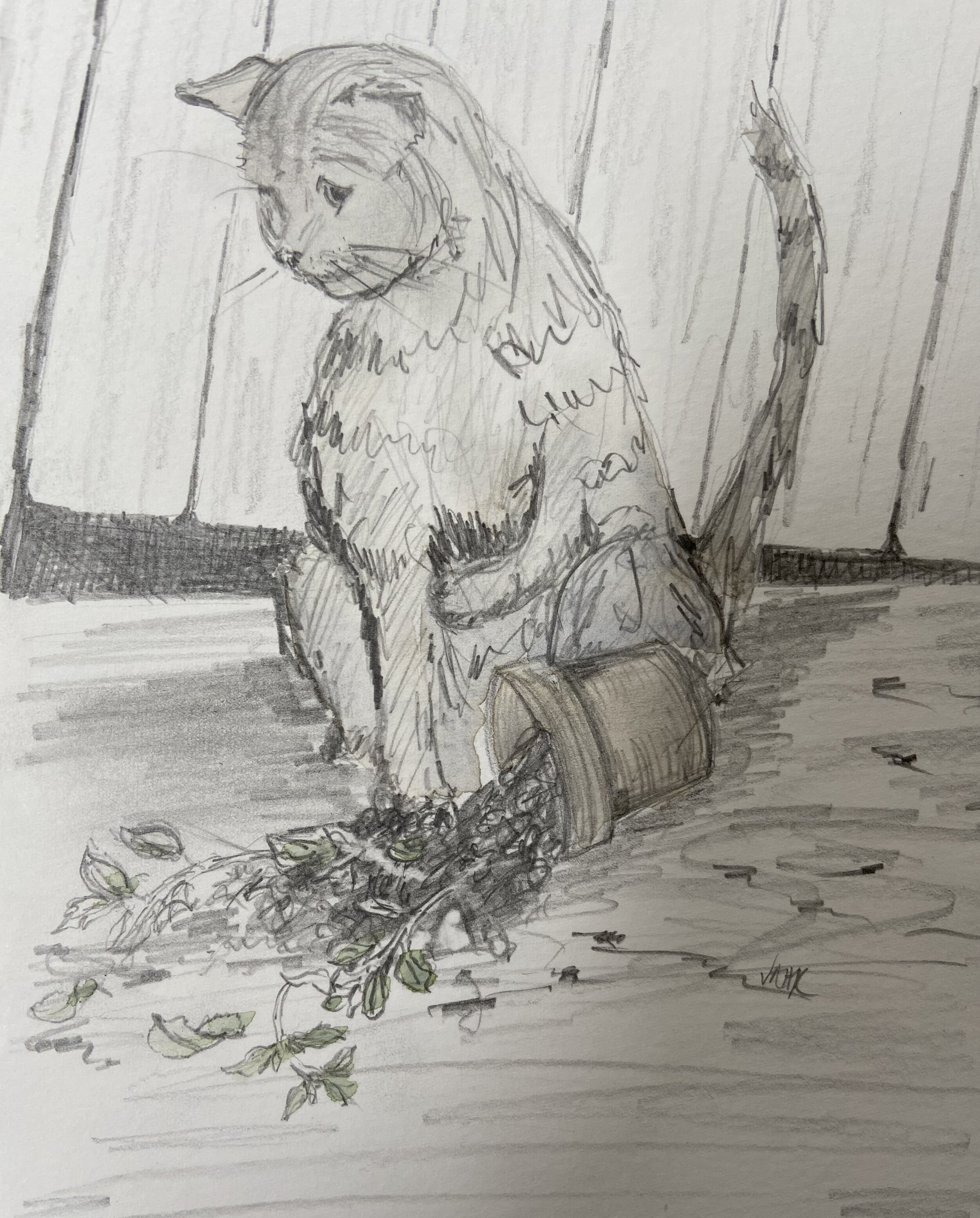 Cat mint illustration