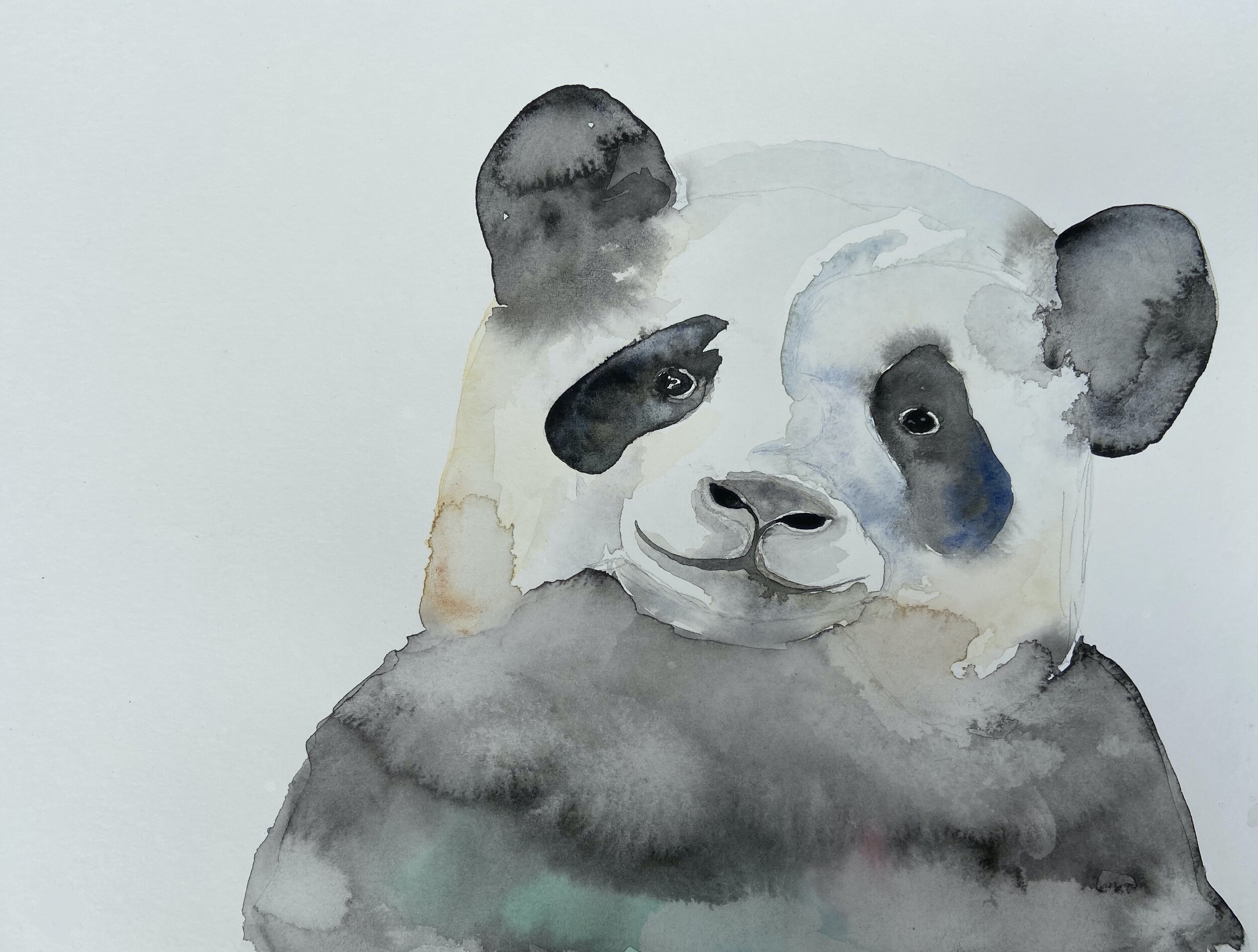 Panda illustration