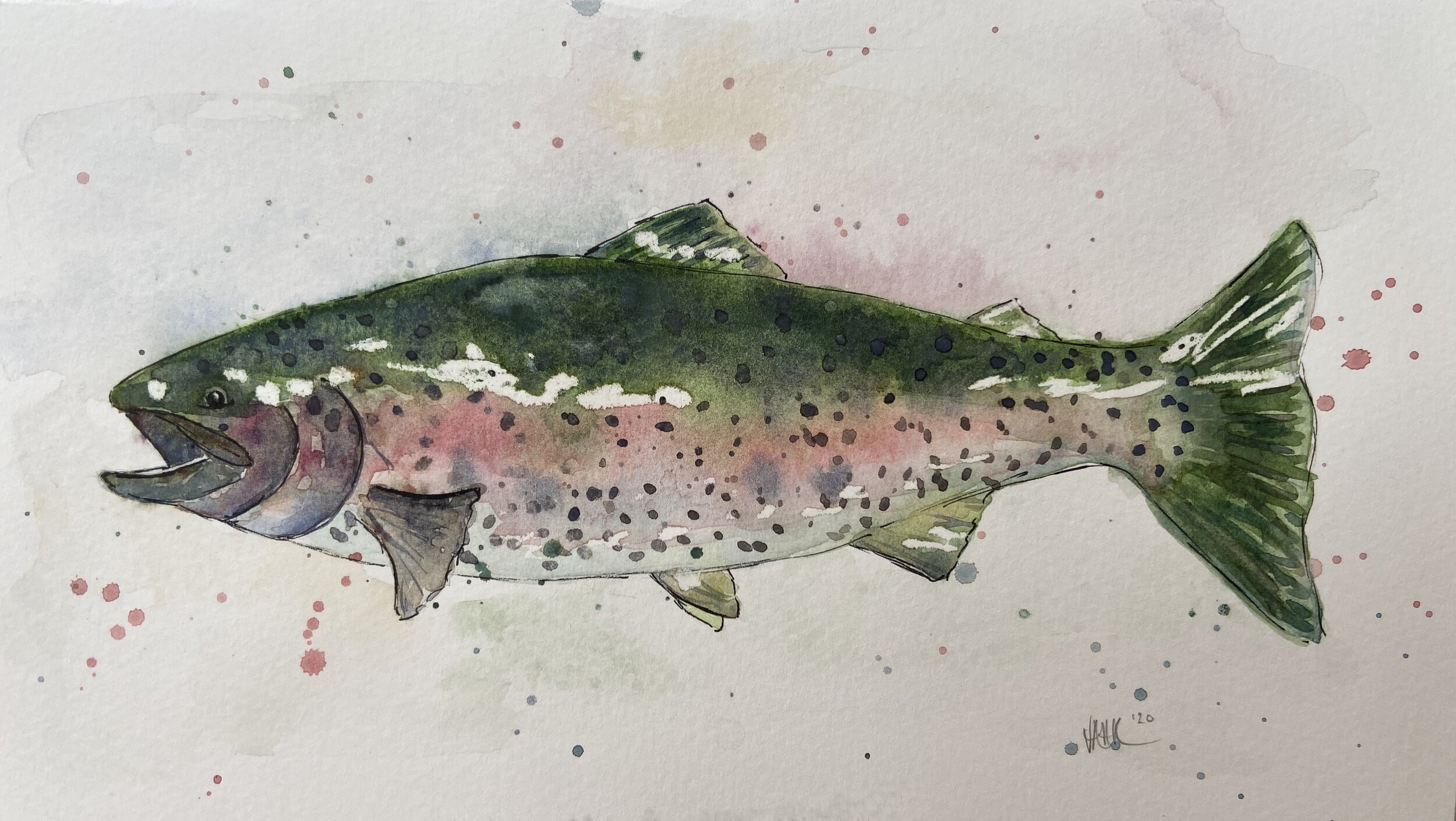Rainbow trout illustration