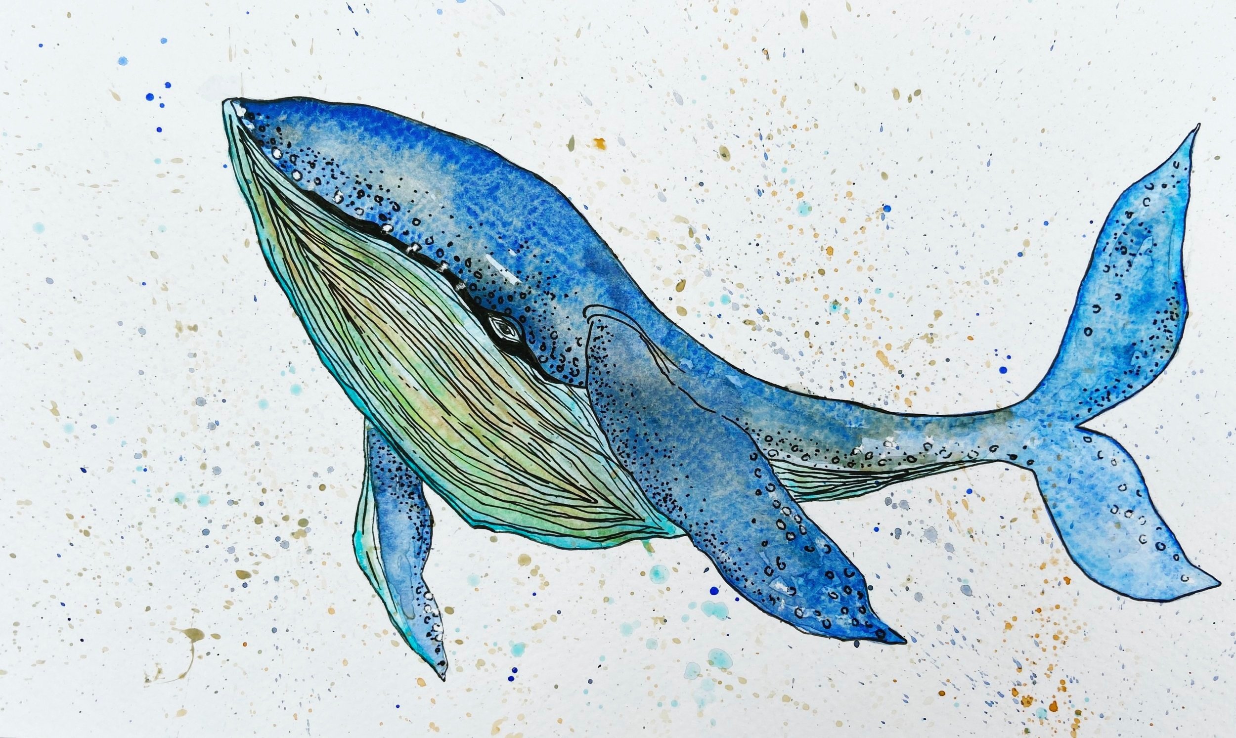 Whale illustration