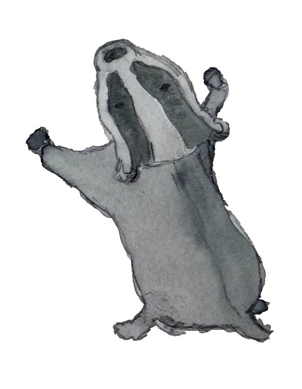 Badger illustration