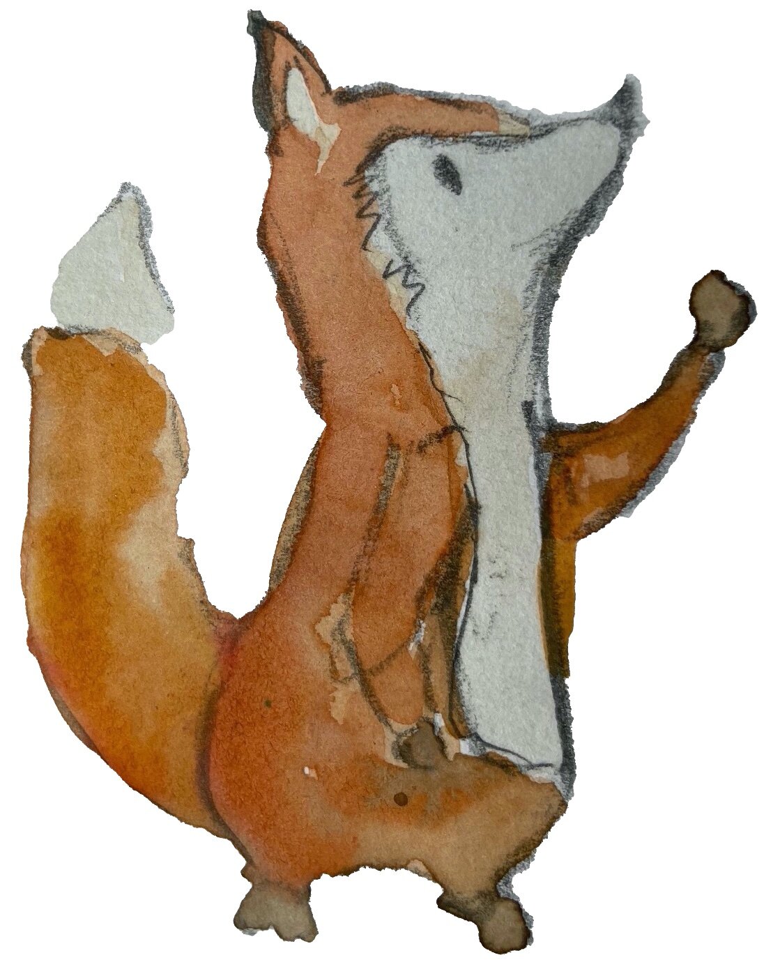 Fox illustration