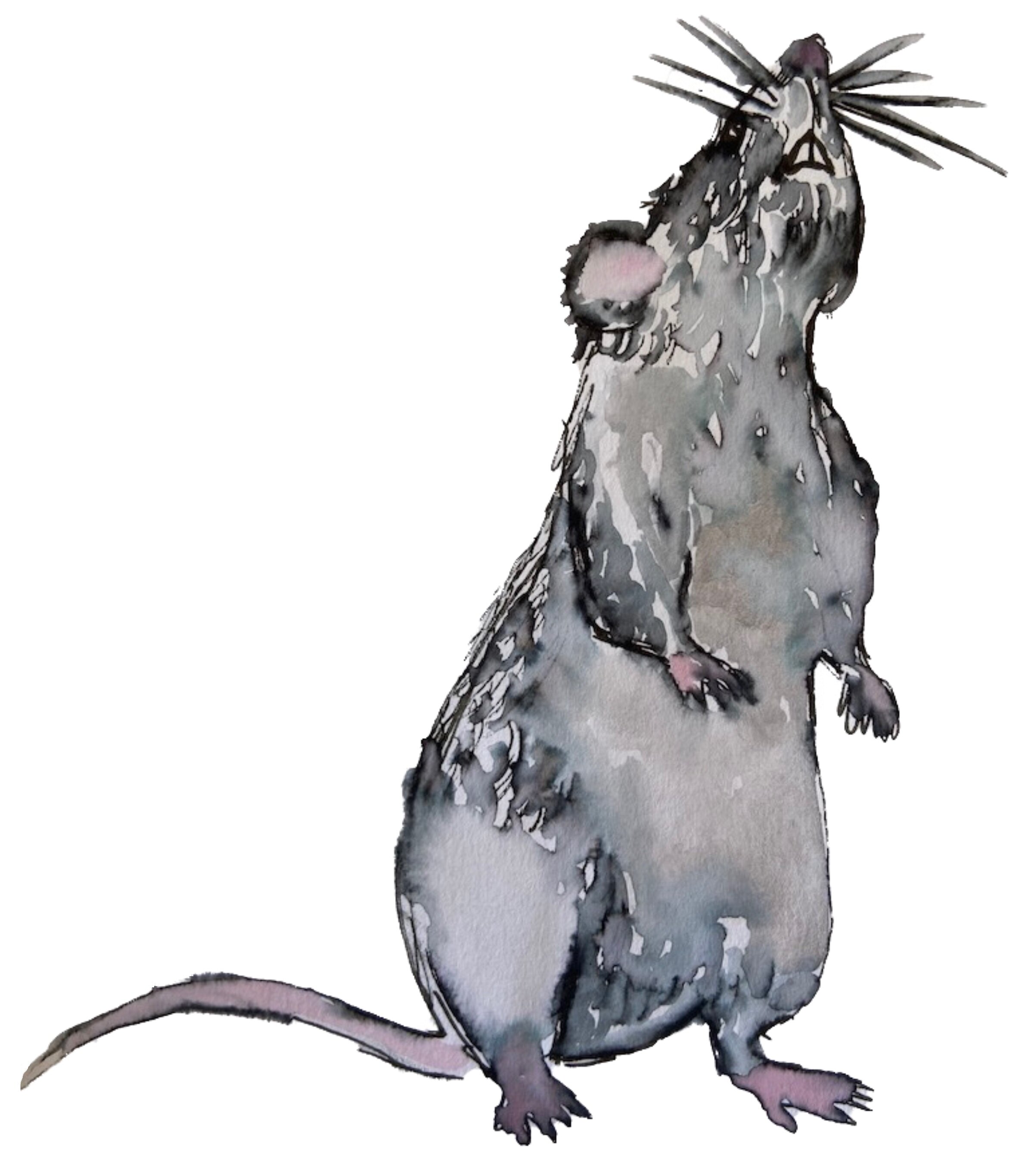 Rat illustration