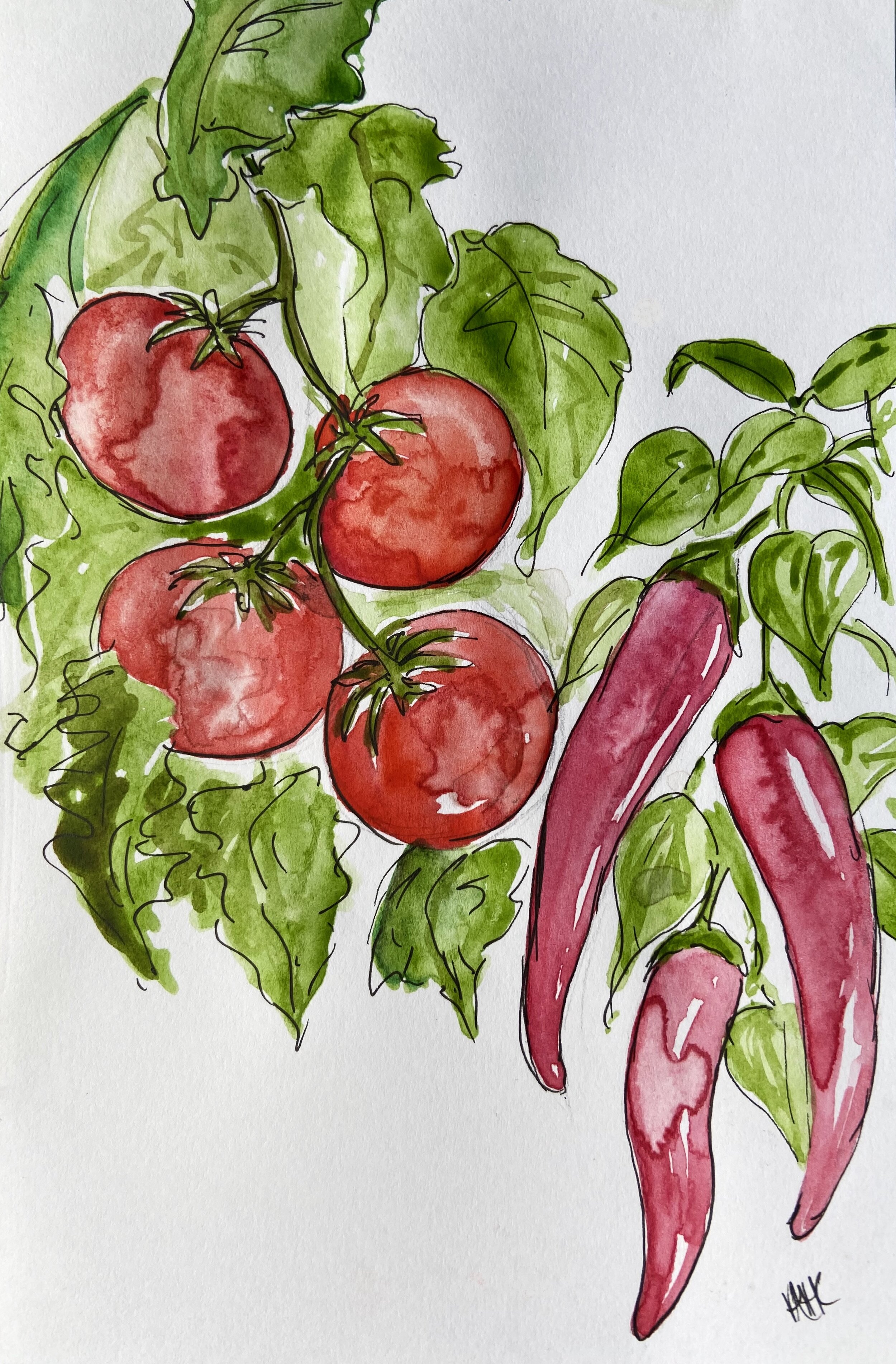 Tom chilli illustration