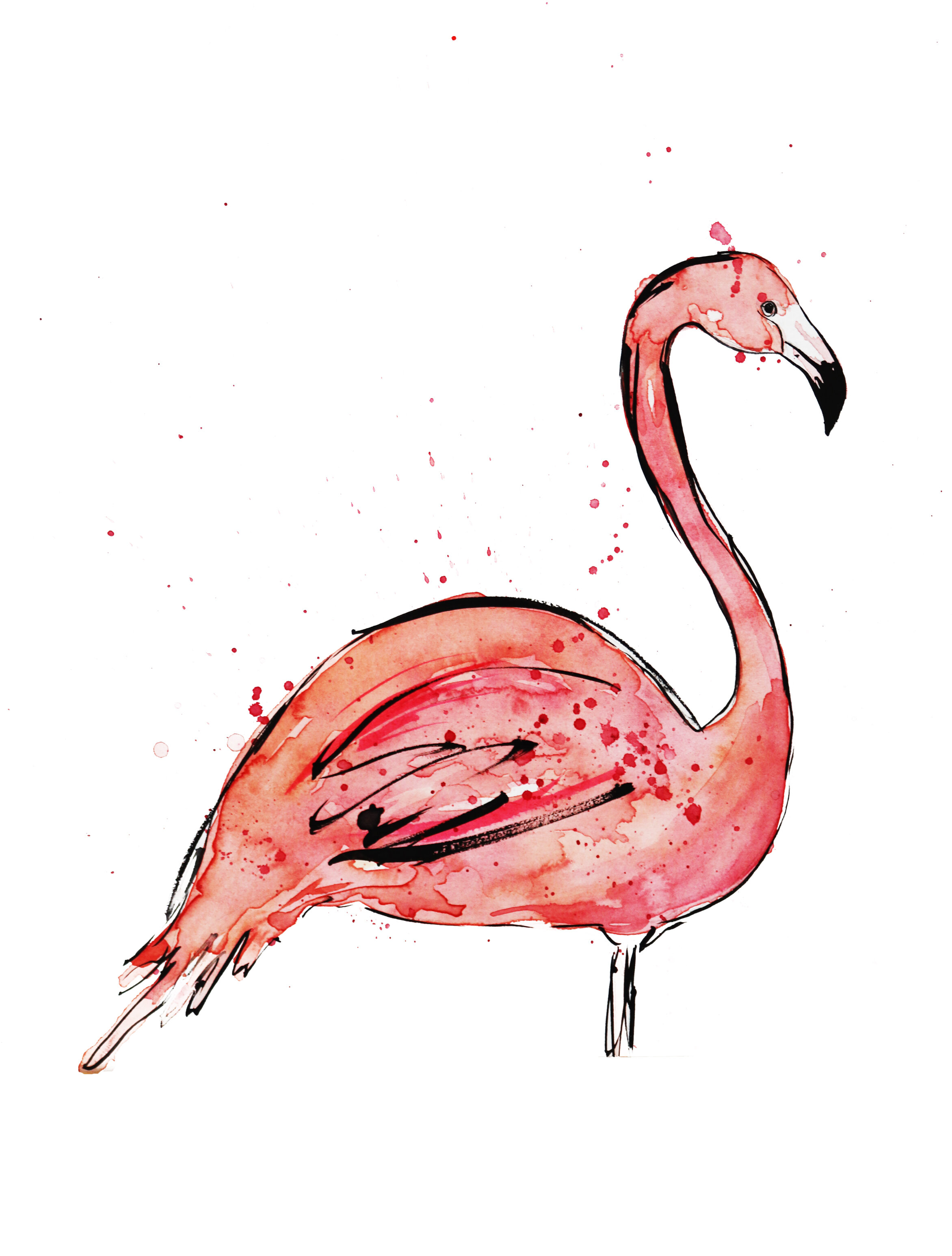 Flamingo illustration