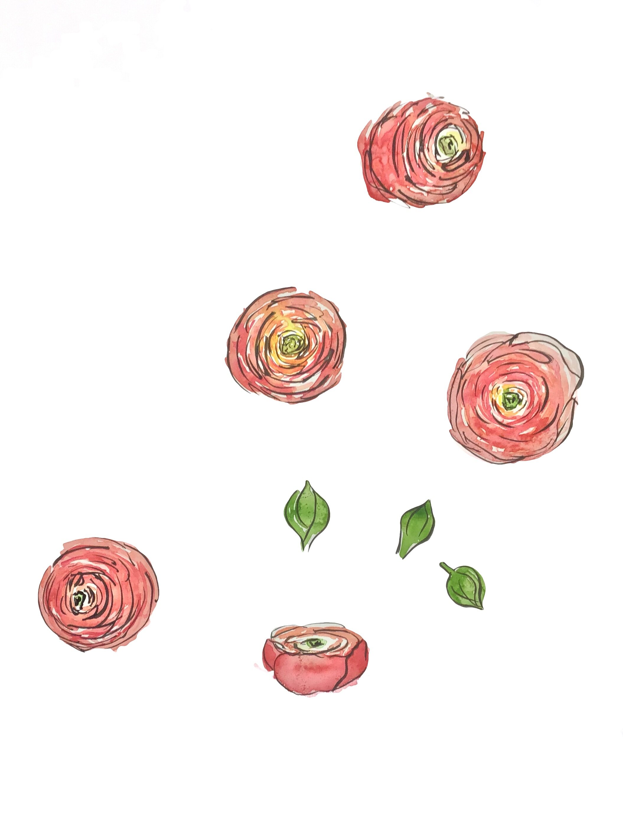 Ranunculus illustration